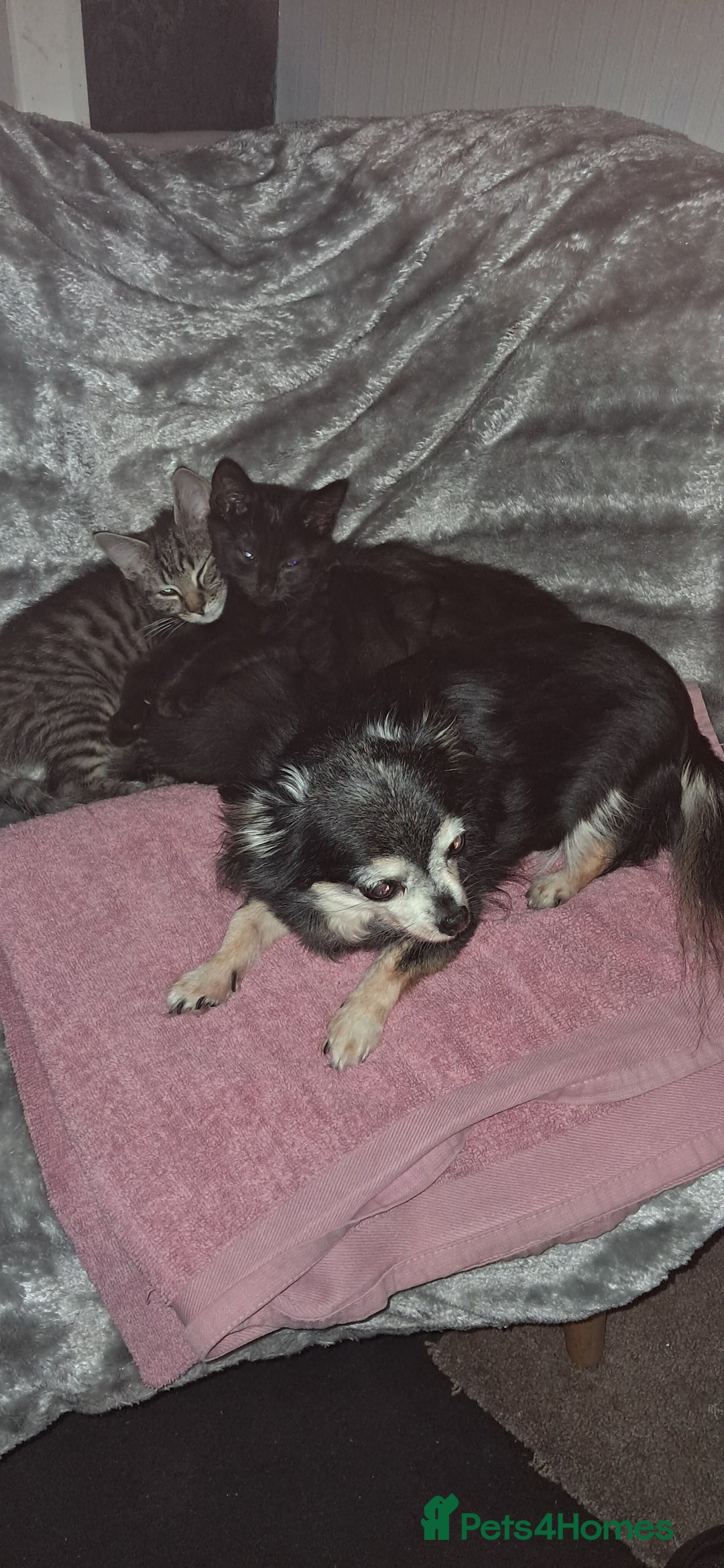 Domestic Shorthair cats for sale: 3 female kittens  - Image 15