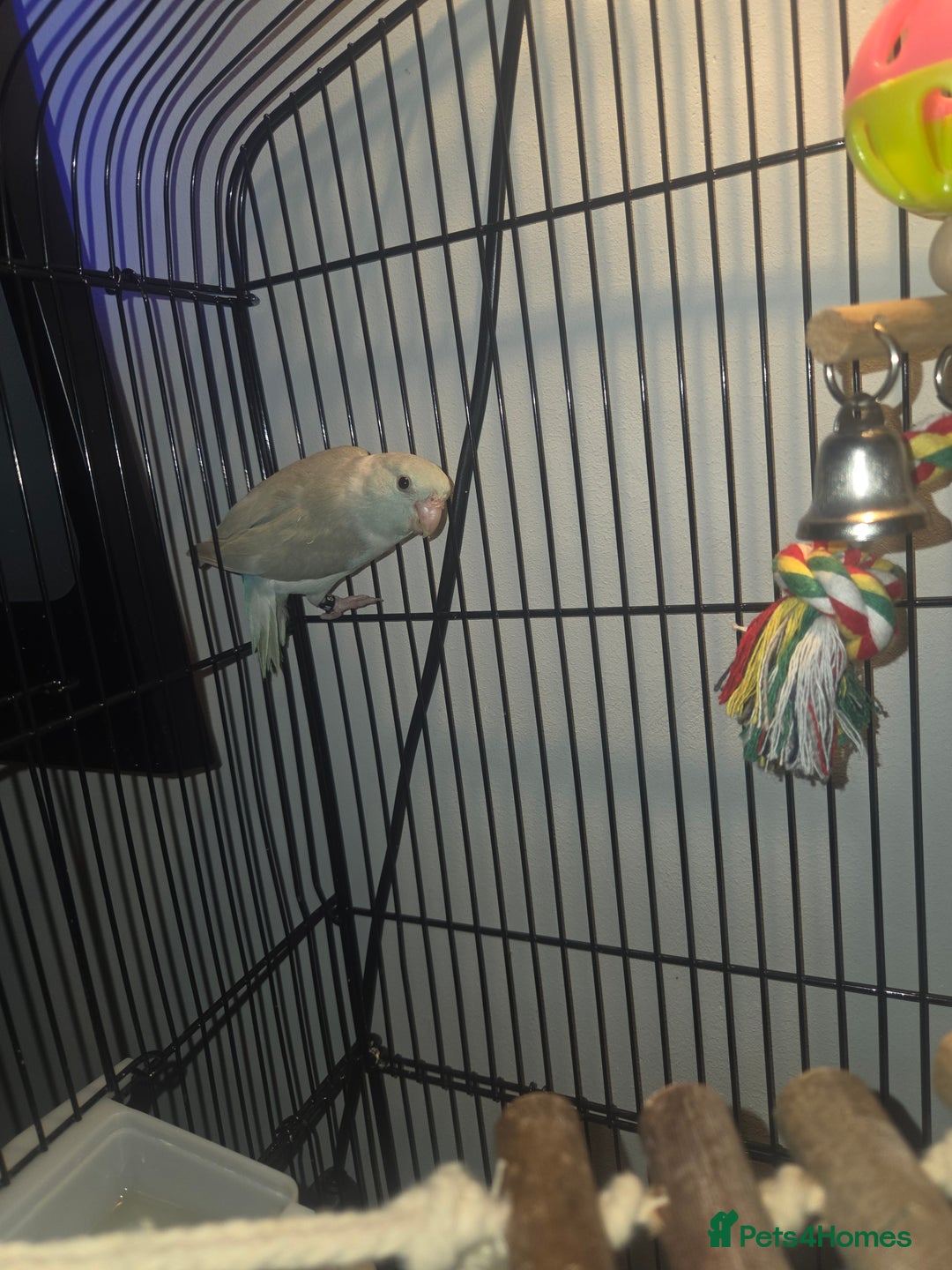 Parakeets birds for sale: Parrotlets x2 - Advert 8