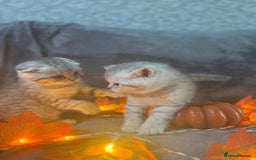 Scottish Fold cats for sale: Adorable Scottish fold silver kittens  - Image 14
