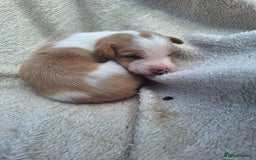 Mixed Breed dogs for sale: Spanish jack Russell (bodeguero) x border collie - Image 28
