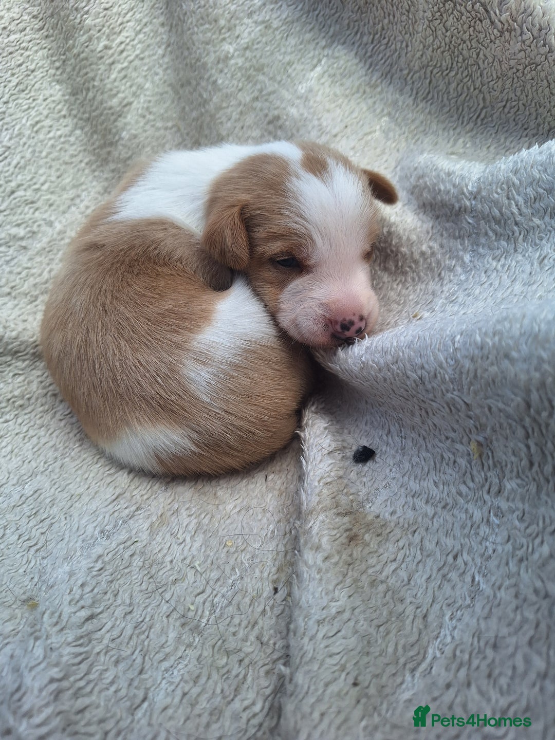 Mixed Breed dogs for sale: Spanish jack Russell (bodeguero) x border collie - Image 28