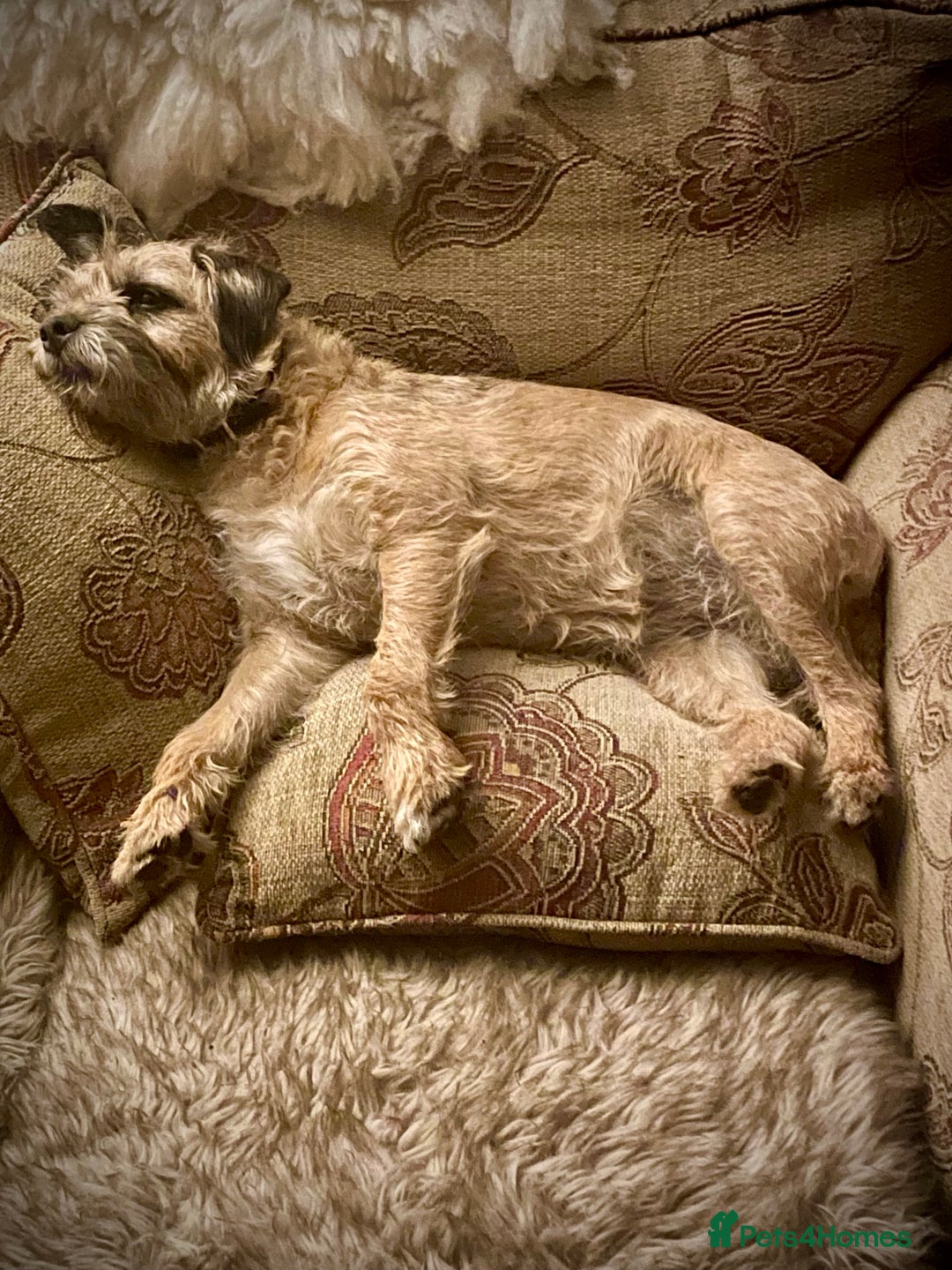 Border Terrier dogs for sale: KC Reg Border Terrier puppies. - Advert 10