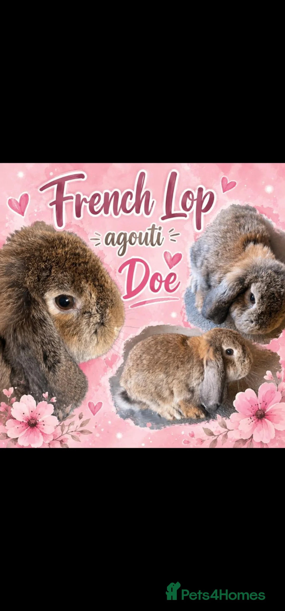French Lop rabbits for sale: Agouti French lop Doe - Advert 4
