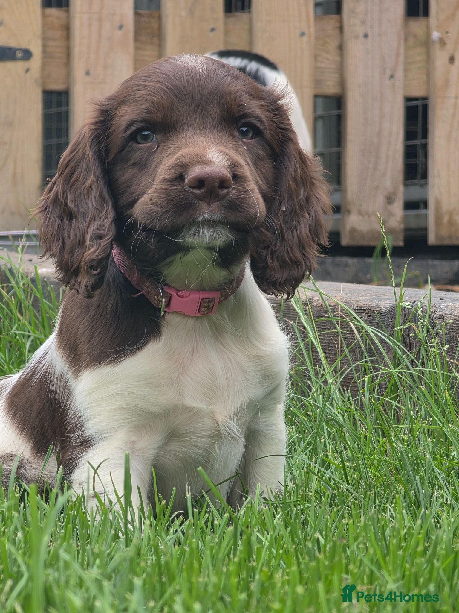 English Springer Spaniel dogs Springer spaniel puppies - Advert 4