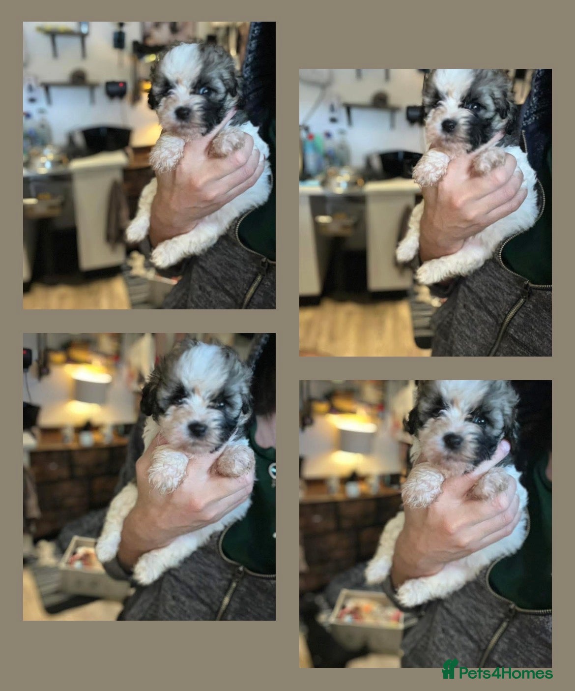 Shihpoo dogs ⭐️ 5 star rated Toy Shihpoo puppies ⭐️ - Advert 1