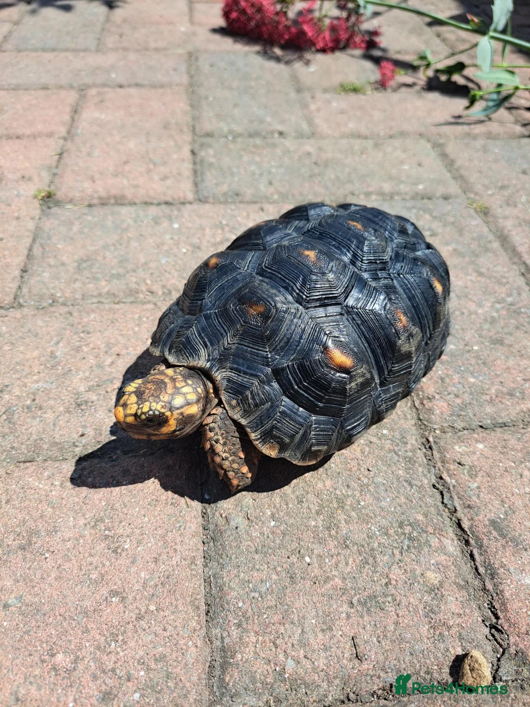 Tortoise reptiles for sale: CB23 RED FOOT TORTOISE IN VIV - Advert 1