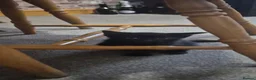 Mixed Breed cats for sale: 2 black kittens  in London - Advert 3