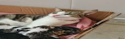 Aegean cats for sale: Kittens in Burnley - Advert 1
