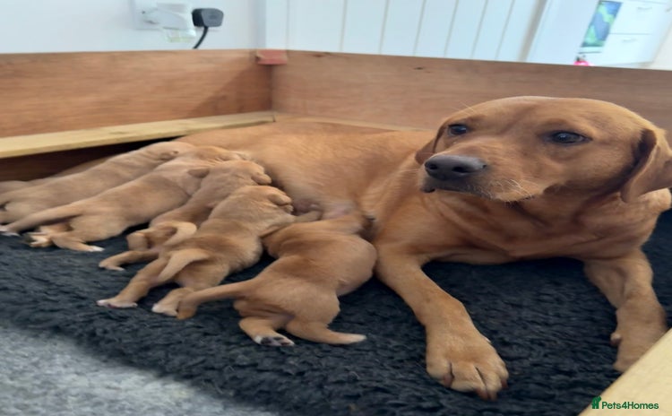 Labrador Retriever dogs - Advert 2