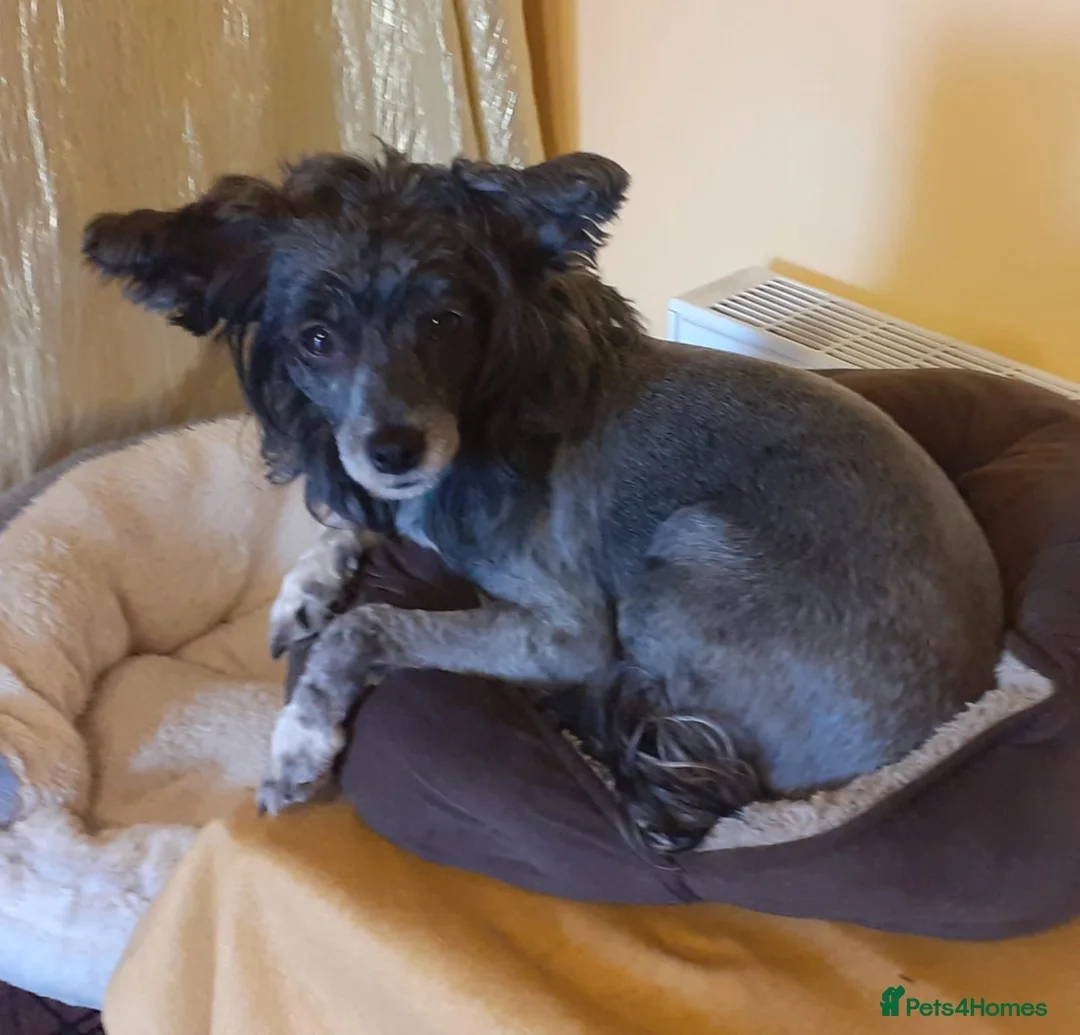 Mixed Breed dogs for sale: chinese crested x jack russell puppies for sale in Sutton-in-Ashfield - Advert 10