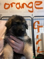 German Shepherd dogs - Advert 4