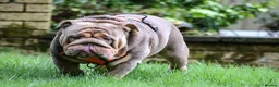 English Bulldog dogs for stud: Now proven English Bulldog at stud - Advert 22