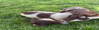 Cocker Spaniel 6