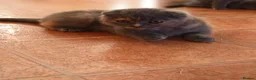 Scottish Fold cats for sale: Scottish fold kittens - Advert 3