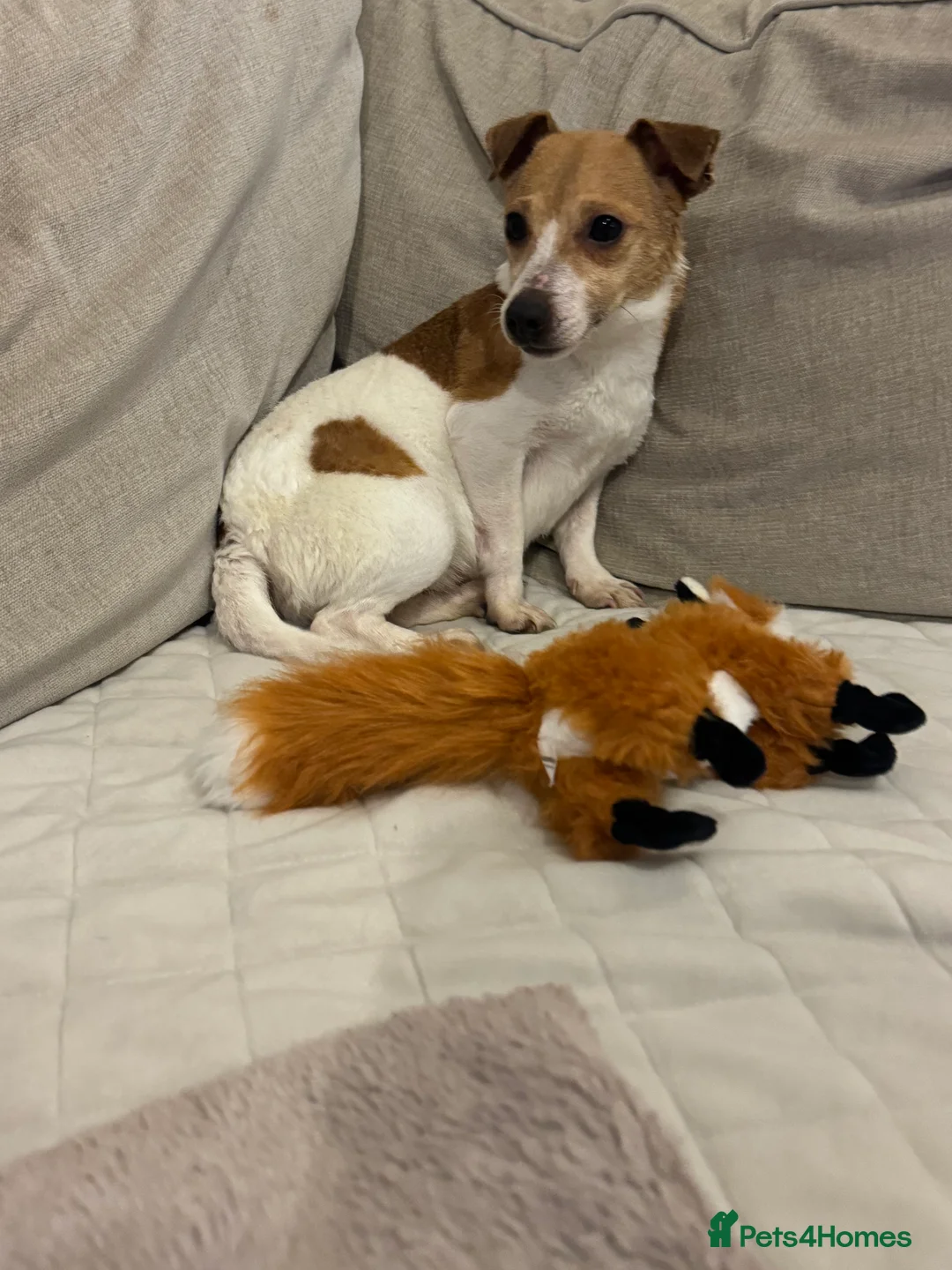 Jack Russell dogs for sale: Jack russel - Advert 3
