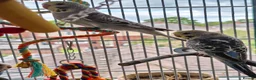 Budgerigars birds for sale: Baby Budgies - Ready for their forever home - Advert 9
