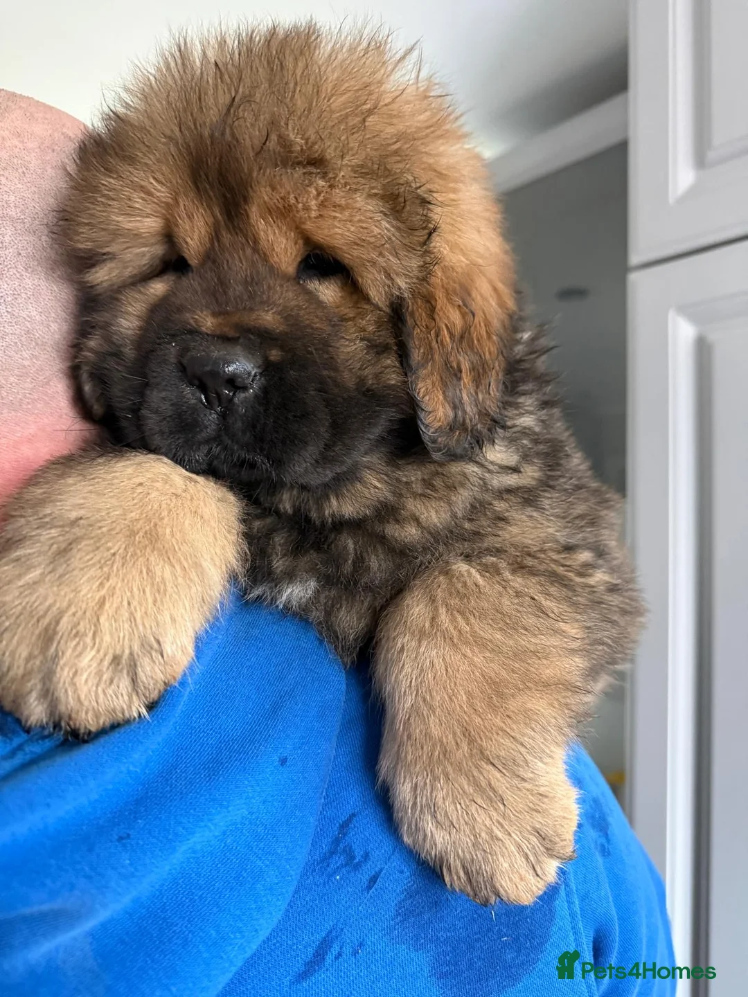 Tibetan Mastiff dogs for sale: Beautiful gold girl  - Advert 2