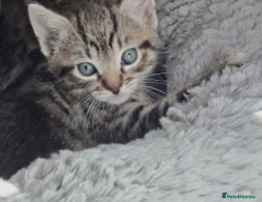 Mixed Breed cats Kittens for rehoming can be seen with mum 😊  - Advert 1