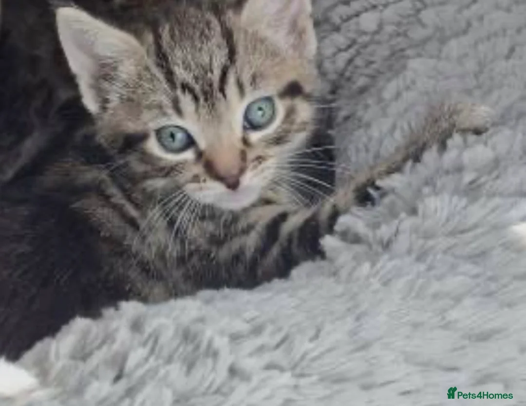 Mixed Breed cats for sale: Kittens for rehoming can be seen with mum 😊  in Liverpool - Advert 1