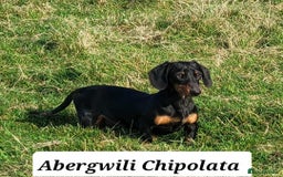Miniature Dachshund dogs for sale: QUALITY MINIATURE DACHSHUND SMOOTH PUPS - Image 16