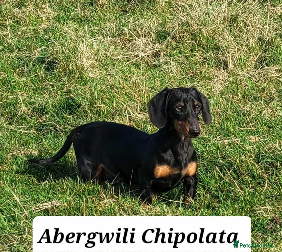 Miniature Dachshund dogs for sale: QUALITY MINIATURE DACHSHUND SMOOTH PUPS - Image 16
