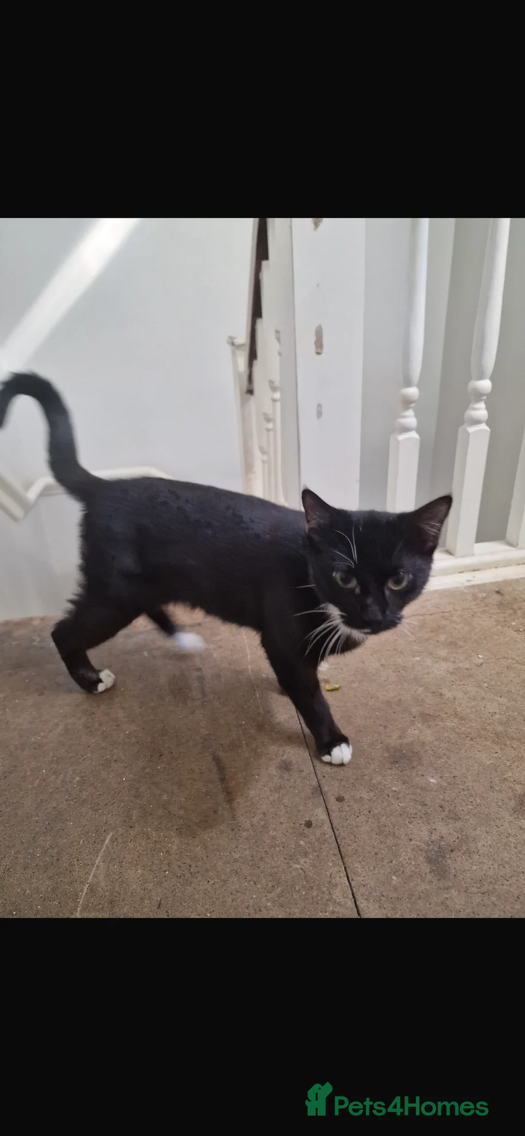 Mixed Breed cats for sale: Male kitten  - Advert 2