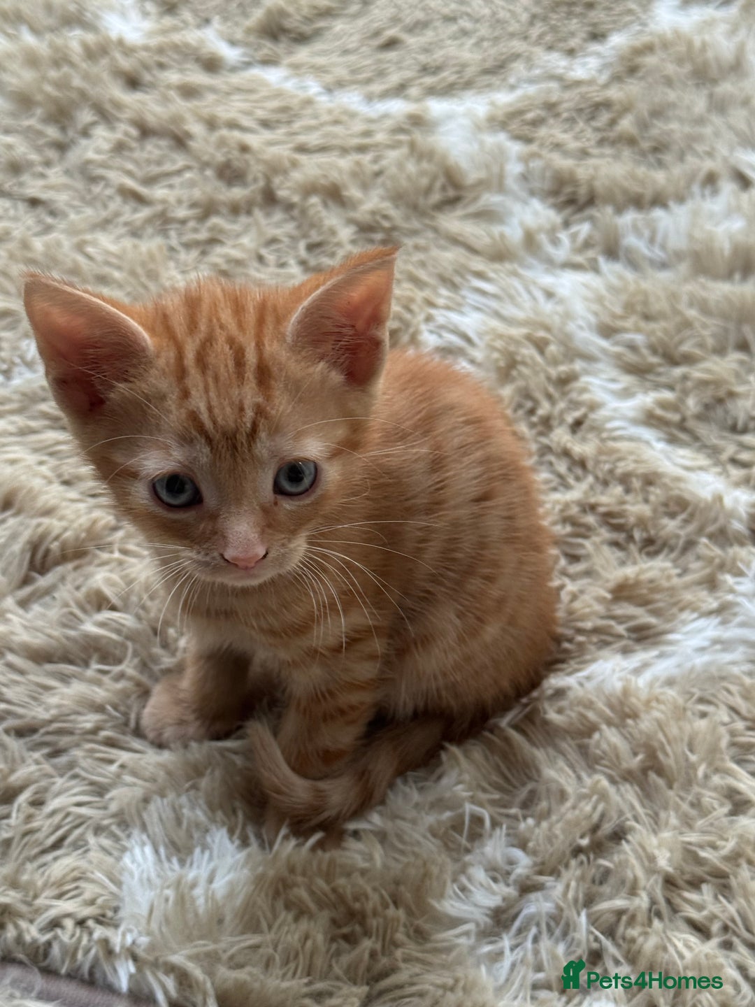 Mixed Breed cats for sale: Mixed breed kittens  - Advert 6
