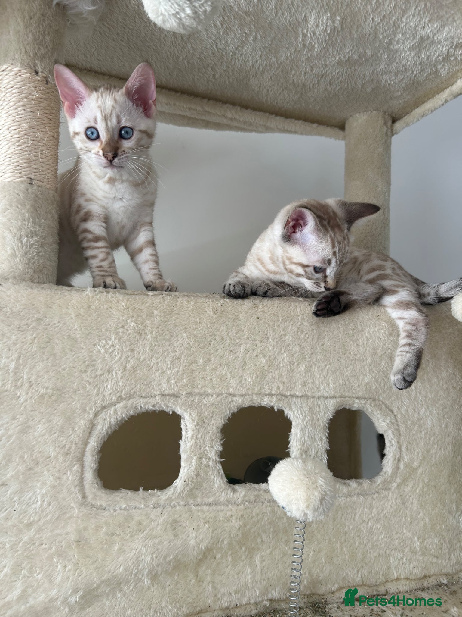 Bengal cats for sale: Snow bengal pure breed kittens  - Advert 7