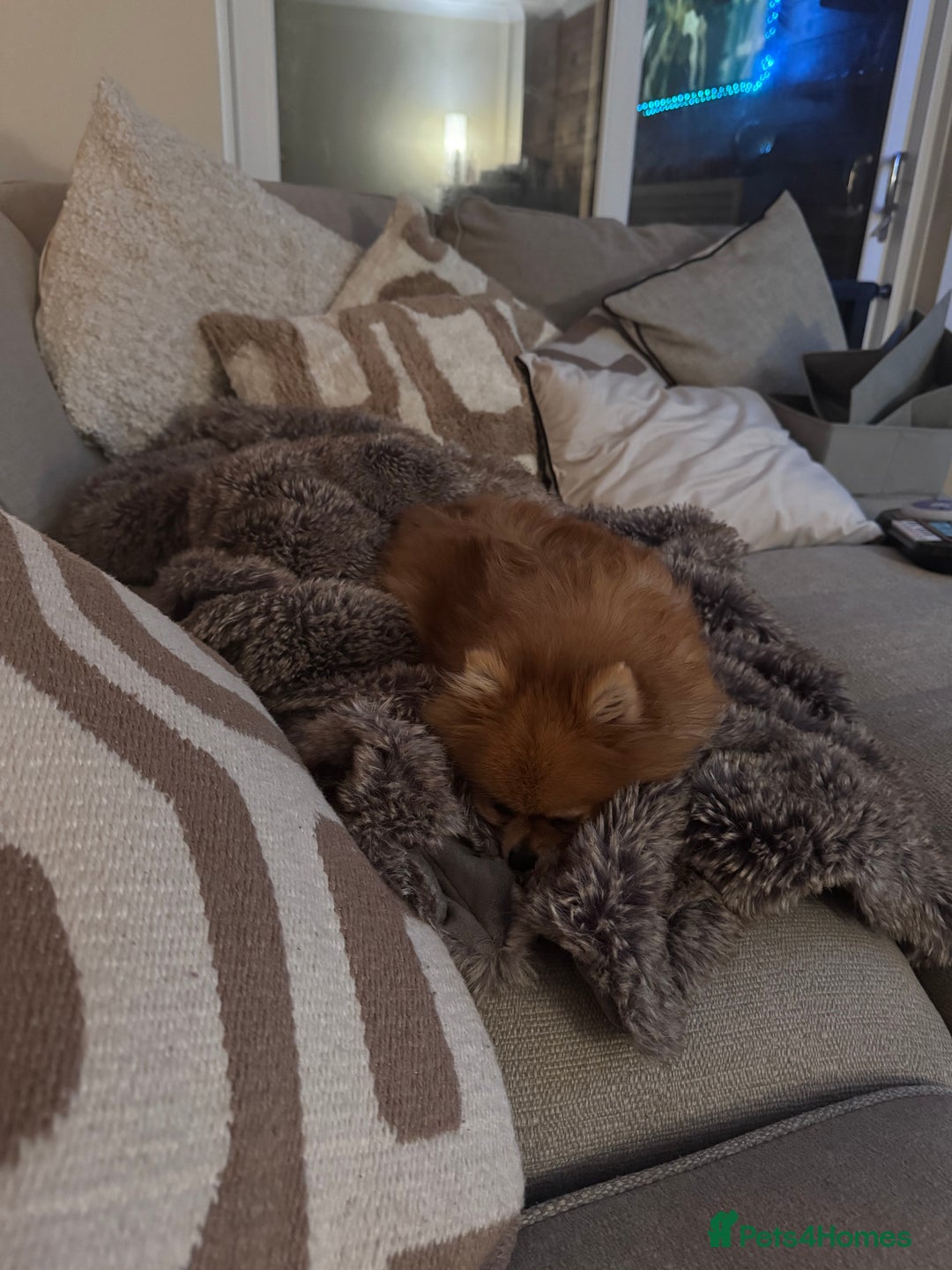 Pomeranian dogs for sale: KC Pomeranian girl - Image 4