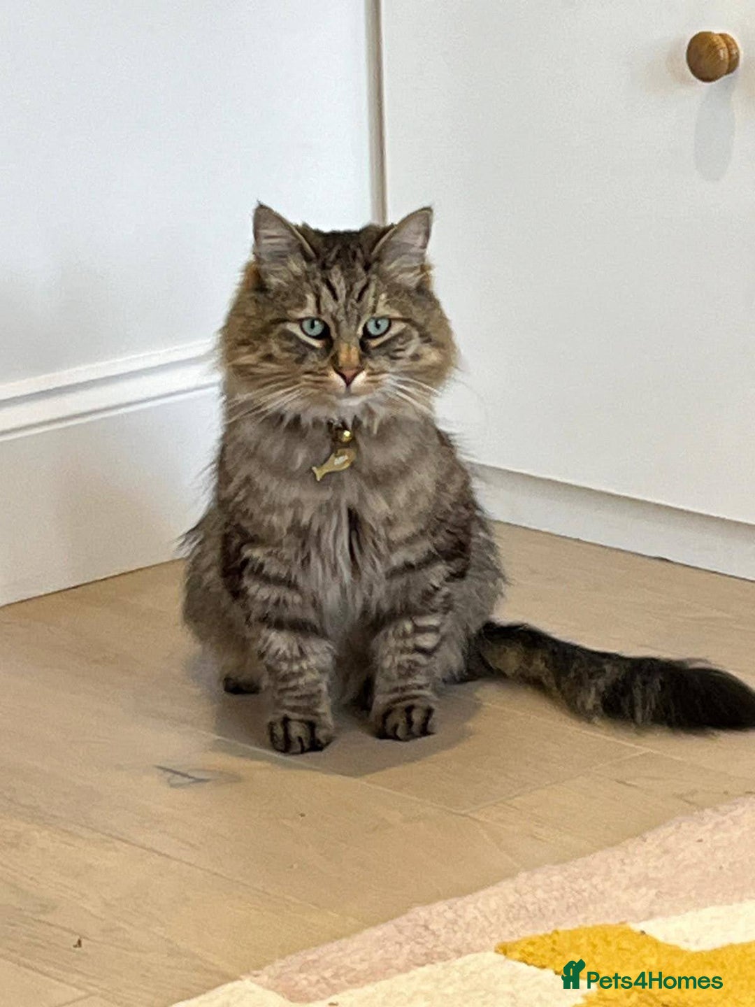 Siberian cats for sale: Siberian cat for sale - Advert 10