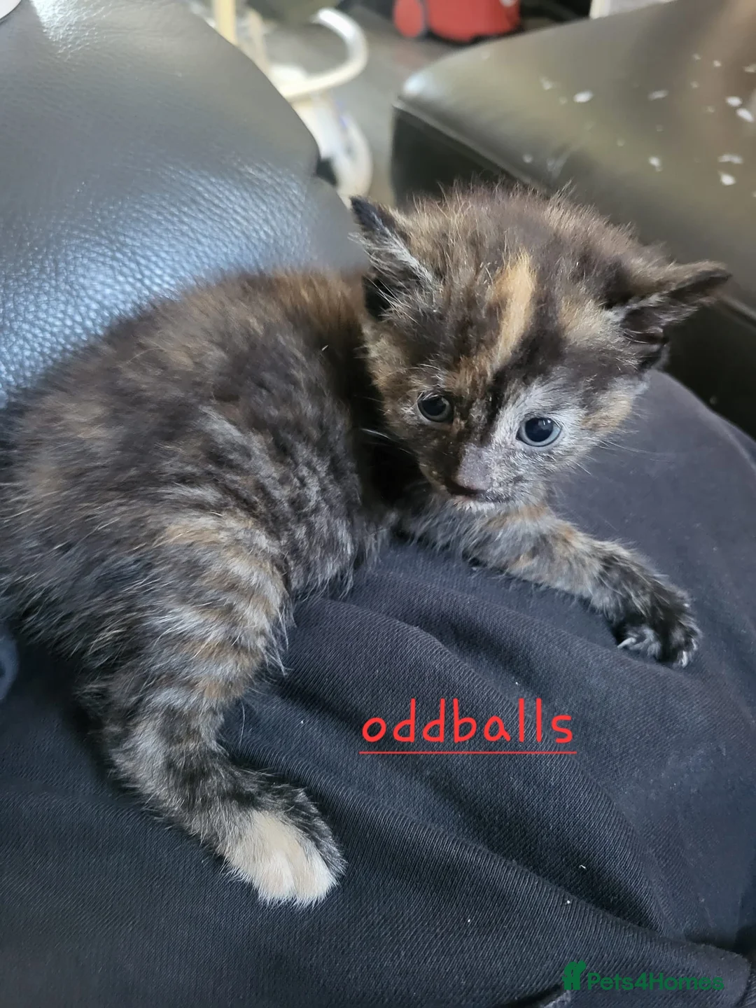 Mixed Breed cats for sale: 5 beautiful kittens in Worcester - Advert 2