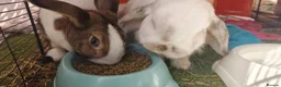 Mixed Breed rabbits for sale: Male rabbits in Portsmouth - Advert 2