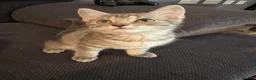 Mixed Breed cats for sale: Kitten - Advert 8
