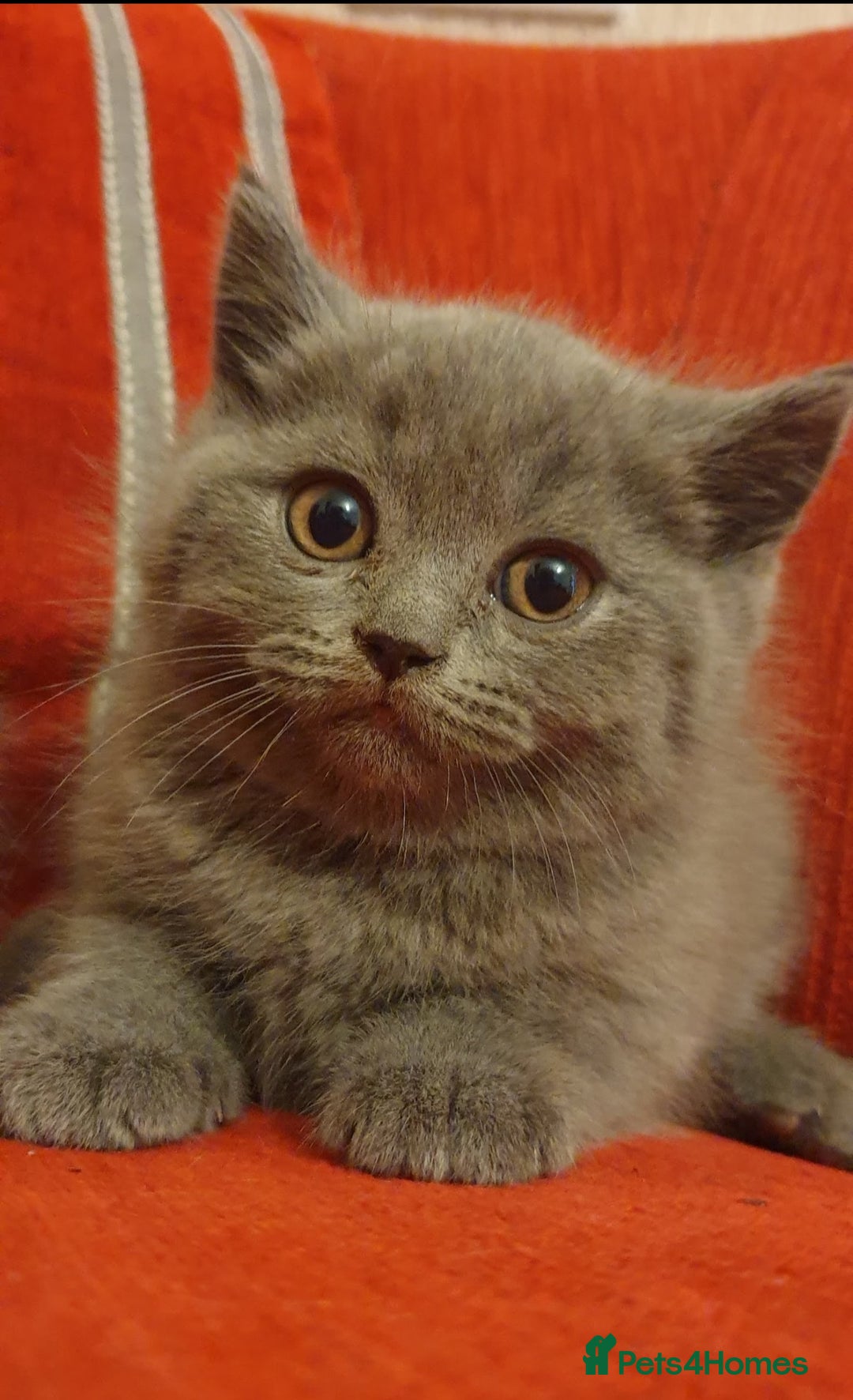 Scottish Fold cats for sale: Ready for new home 😻 - Image 8