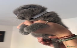 Scottish Fold cats for sale: Beautiful British Shorthair Scottish Fold Kittens - Advert 21