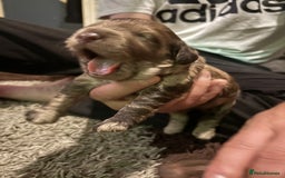 Cockapoo dogs for sale: Stunning F2 Chocolate Merle Cockapoo girl puppy - Image 9