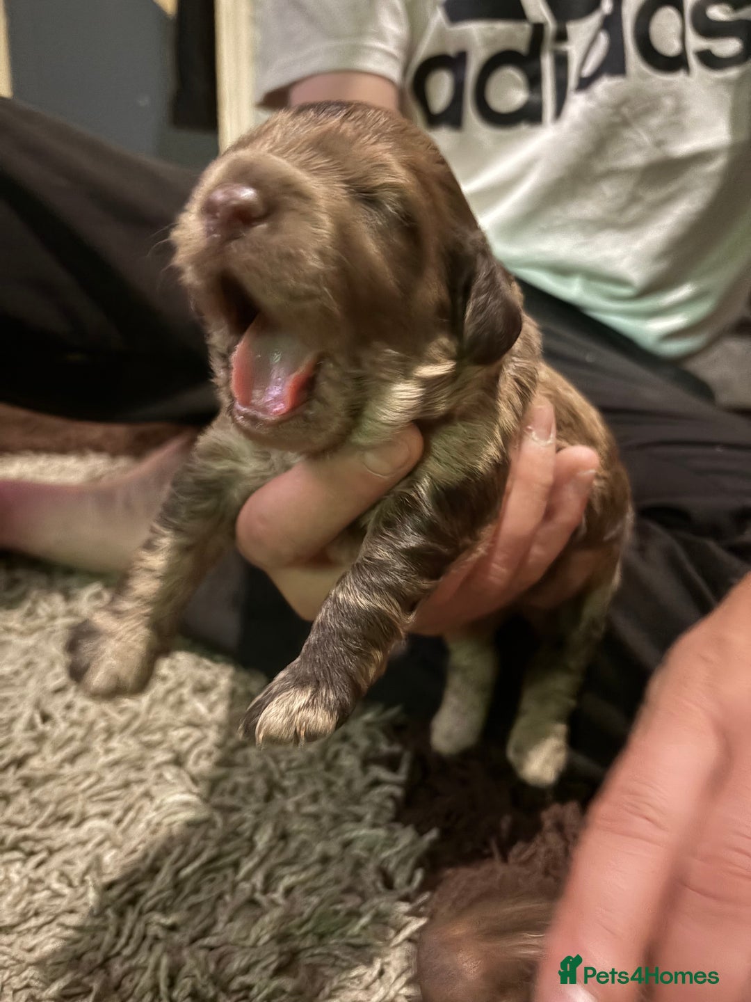 Cockapoo dogs for sale: Stunning F2 Chocolate Merle Cockapoo girl puppy - Image 9