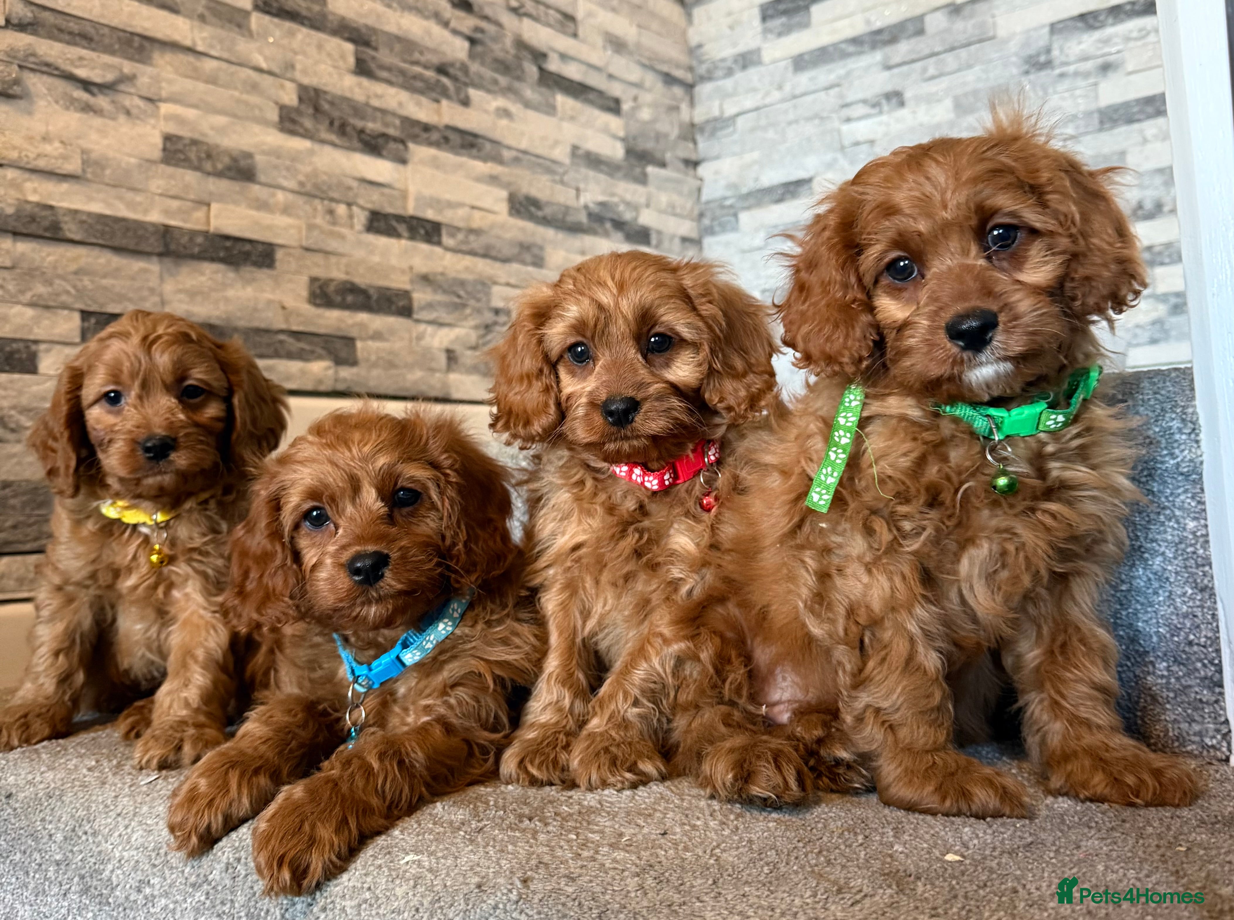 Cavapoo dogs Deep fox red cavapoos reared with passion and lovr - Advert 2