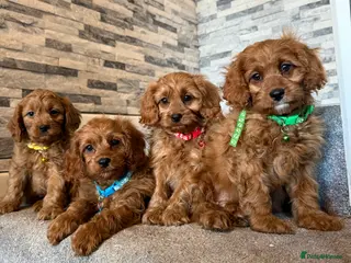 Cavapoo dogs Deep fox red cavapoos reared with passion and lovr - Advert 3