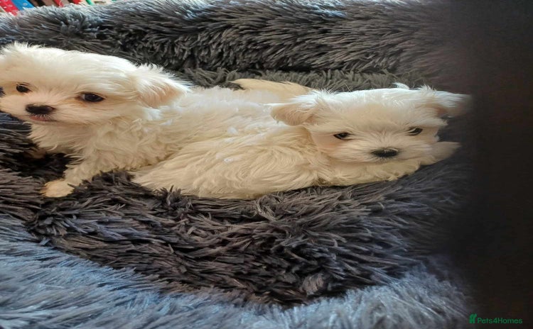 Maltese dogs - Advert 1