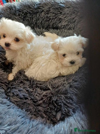 Maltese dogs - Advert 1