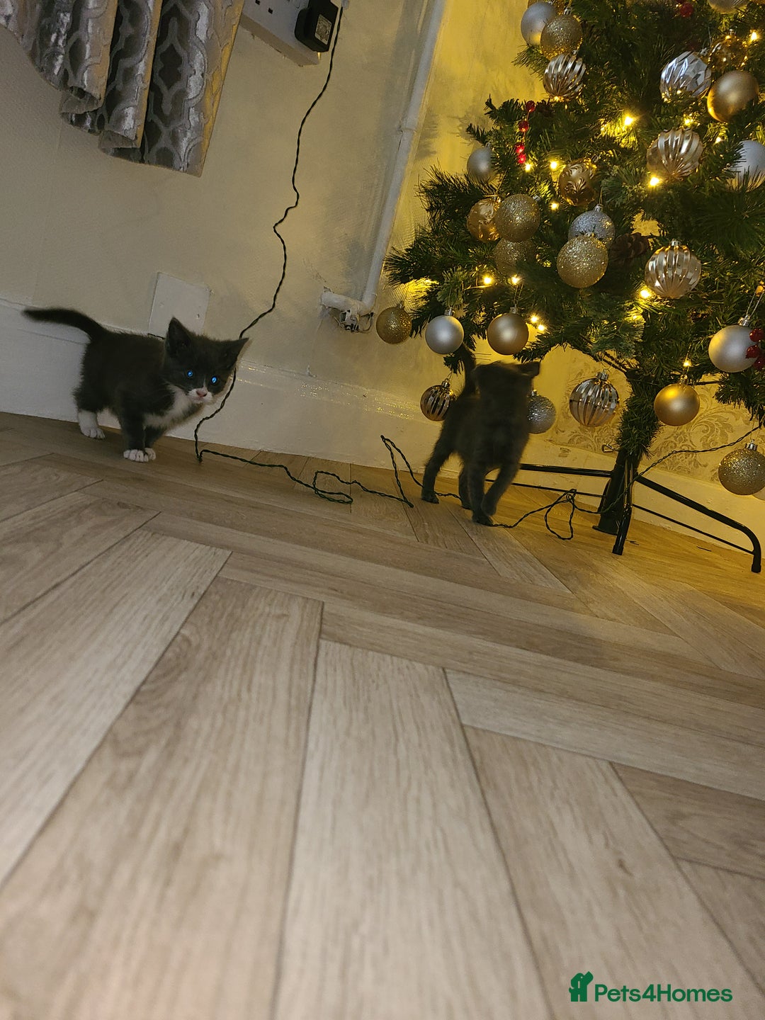 British Shorthair cats for sale: Bsh x tabby kittens  - Advert 4