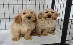 Cockapoo dogs for sale: Cockerpoos - Image 1