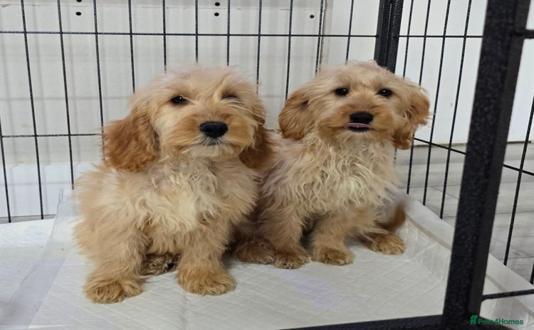 Cockapoo dogs - Advert 2