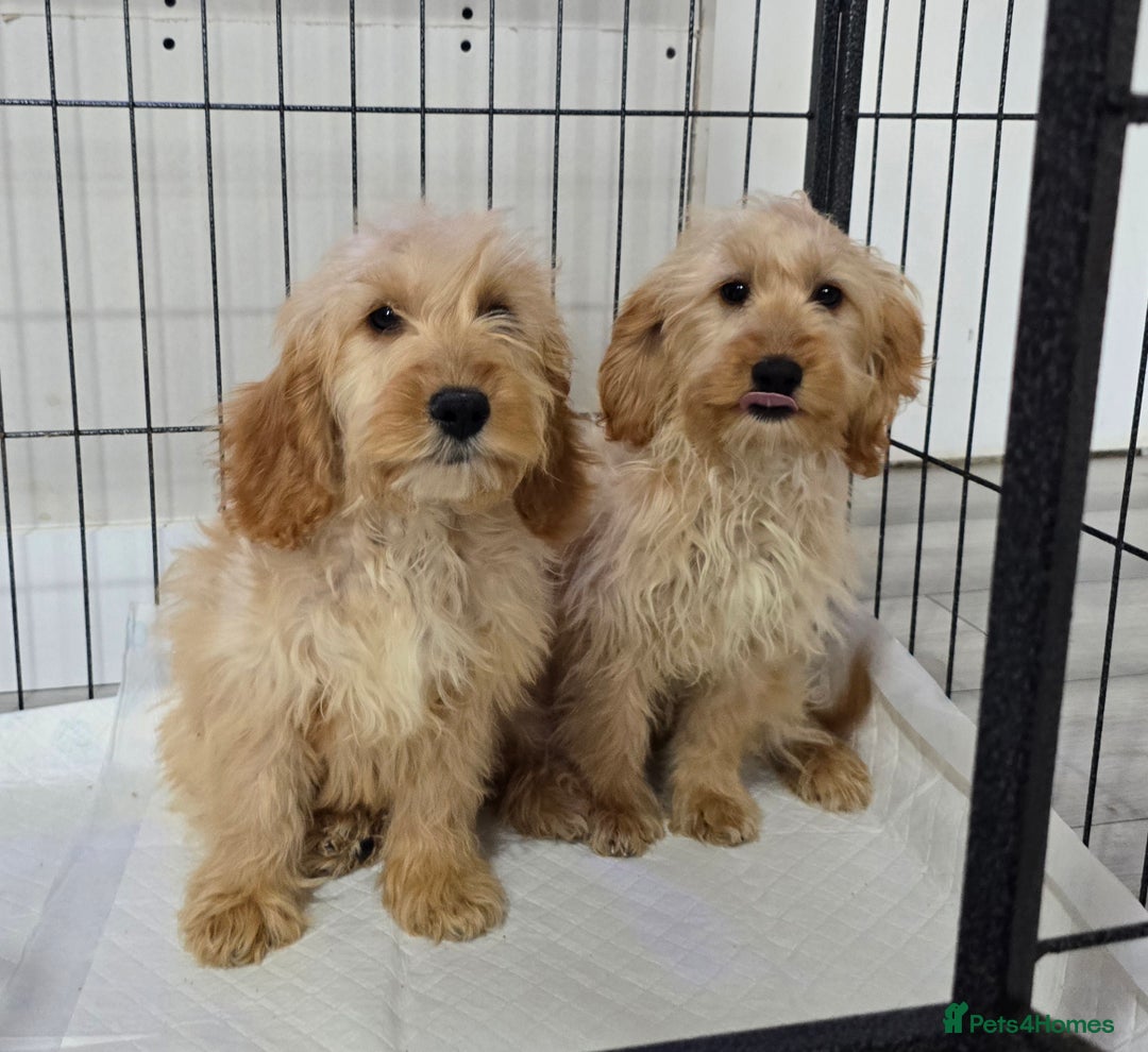 Cockapoo dogs for sale: Cockerpoos - Image 1