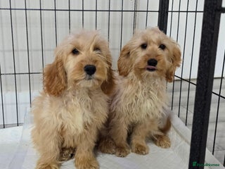 Cockapoo dogs - Advert 1