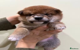 Japanese Shiba Inu dogs for sale: 🐕 KC reg Japanese Shiba Inu Puppies 🐕 - Image 5
