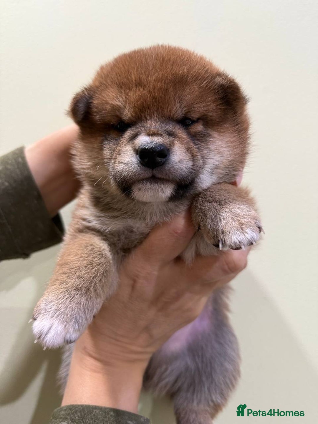 Japanese Shiba Inu dogs for sale: 🐕 KC reg Japanese Shiba Inu Puppies 🐕 - Image 5