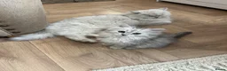 British Longhair cats for sale: British longhair cross kittens  - Advert 2