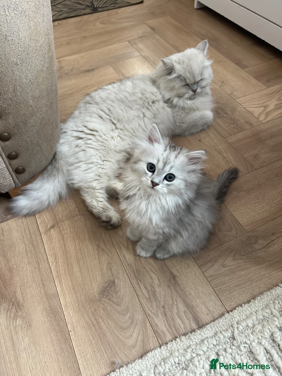 British Longhair cats for sale: British longhair cross kittens  - Advert 2